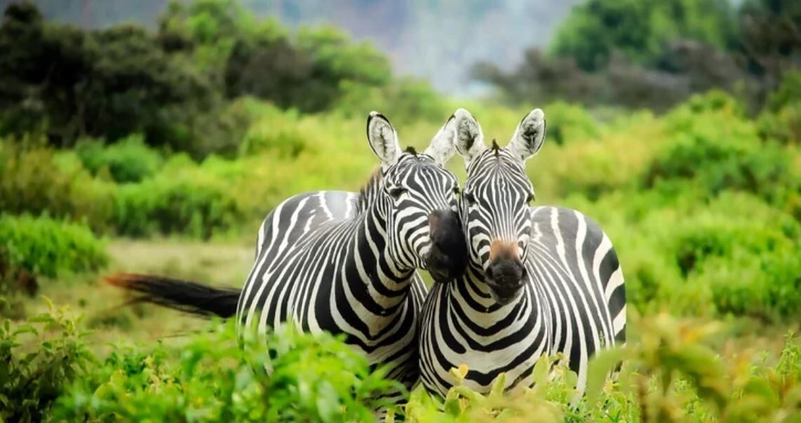 Zebra2